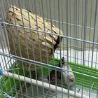 طير زيبرة