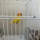 روز للبيع