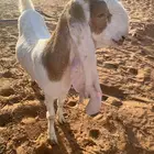 جفره ثنيه خصم حاصب قريبت ولاد