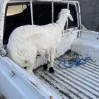 طلي شرط فل شحم