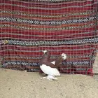 انثى فولكا للبيع