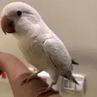 بيغاء كويكر