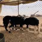 خروفين ورخل