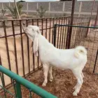 تيس ابيض ابرص ( انباع )