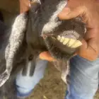معزاء