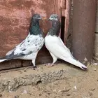 جوزين حمام باكستاني طيار تيدي