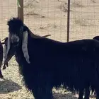 تيس فحل عارضي اسود