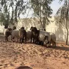 نعيم رخال