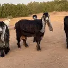 معز صنف معرفات للبيع
