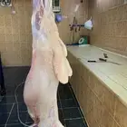 ذبايح حري ذبائح ثلاجه يوجد توصيل