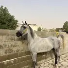 فرس واهو