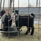 تيس عارضي معرف عمره 5 شهور