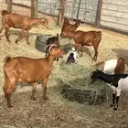 معزاء دهم محايليه مع فحلها