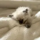 كيتين هيمالايا امريكي بيور