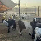 طليان حريات تيوس