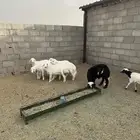 خمسة خرفان ورخلتين