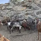 تيس فحل جذع ارشح