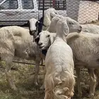 ضان