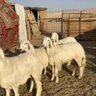 رخال صنف حرش مراح