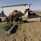السلام عليكم ورحمة الله لقحه صفره له بلقاح 10شهور