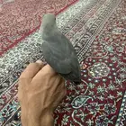 طير روز اليف