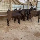 تيوس مندي