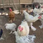 ديوك برهما للبيع