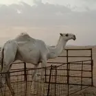 للبيع قعود طيب
