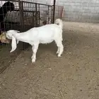 تيس