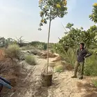 مشتل زراعي لتوريد الاشجار للمشاريع
