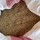 شعير سوداسي