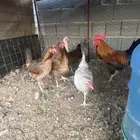 للبيع ديك دجاج بياض جروم