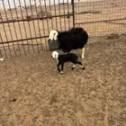 شياه مقاني والد ومضاريع