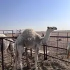 بكره