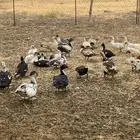 بط بلدي القنفذه القوز