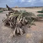 سعف نخل