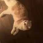 قطط سكوتش تبني بشروط