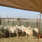 رخال حرية مقاني تم البيع