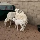 حريات ولد