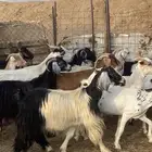 معزا مراح واحد حليب ومضاريع