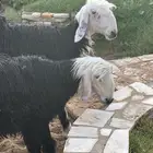 جذعت نجد العمر وفوق العشر شهور