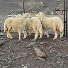 5 رخال حريه