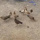 دجاجه تحتها 6 جمد
