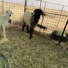 خروف فحل نعيمي