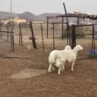 طليان حري