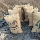 حب ابيض