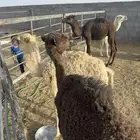 4حشوان تربيه اعمارها من 3شهور في بيشه