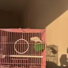 تم البيع الله يبارك للمشتري
