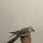 كروان متكلم اليف