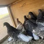 طبات اوكراني سكاي كتر